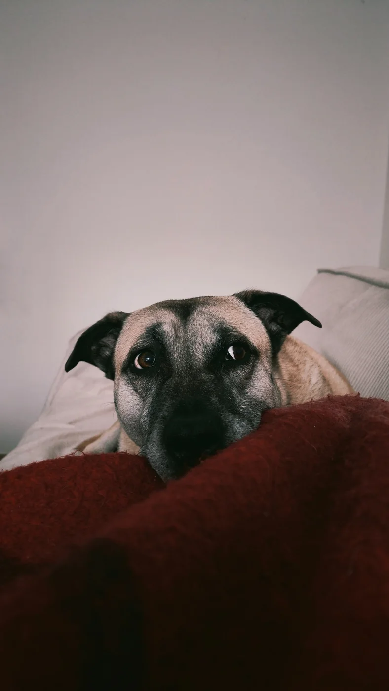 A dog resting on a sofa in an ordinary living room